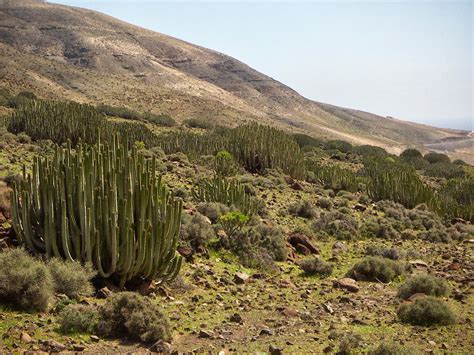 Ecosistemas De México