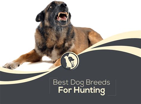 Top 10 Best Dog Breeds For Hunting