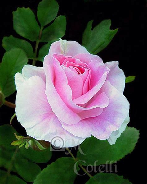 Pink Elegance Rose Pretty Roses Rose Flowers
