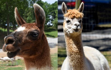 Whats The Difference Between A Llama And An Alpaca Peru For Less