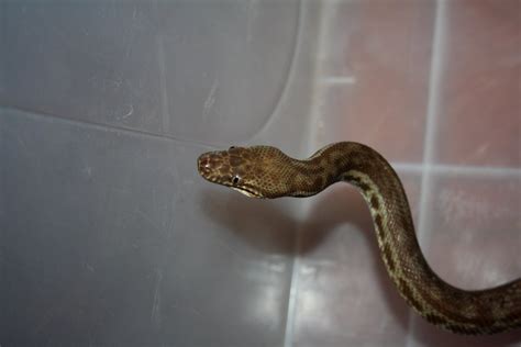 Pythonidaeantaresia Stimsoni Stimsons Python Img2630 Flickr