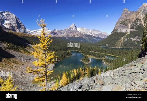 Lake Ohara Scenic Autumn Landscape Isolated Larch Tree Distant Rocky