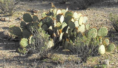 We Love Kamloops Xeriscape Desert Cactus Gardening