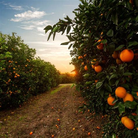 Naranja Propiedades Beneficios Para La Salud Y Valor Nutricional