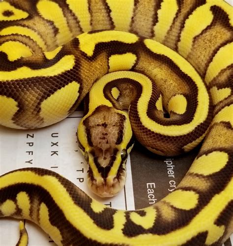 Mystic Enchi Firefly Possible Leopard Ball Python By Milbradt And Caponetto Pythons Morphmarket