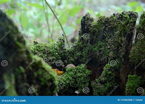Old Moss Covered Stump In The Autumn Forest Stock Photo Image Of