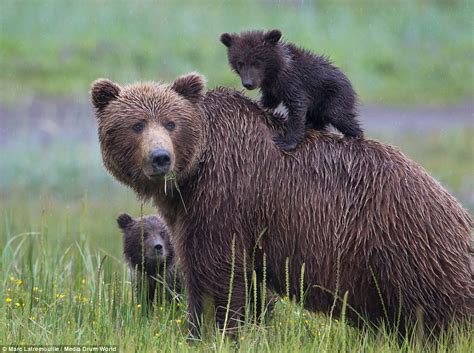 bear cubs look cute as their mother teaches them to playfight daily mail online