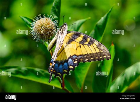 Eastern Tiger Swallowtail Papilio Glaucus Butterfly With Vivid Blue