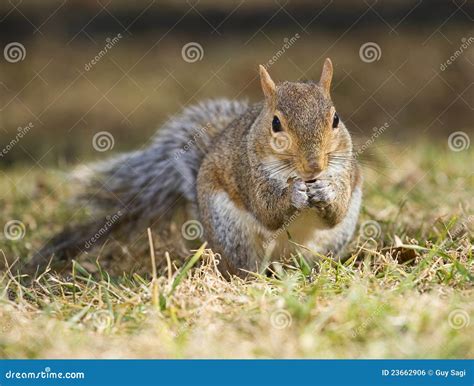 Nutty Squirrel Stock Photo Image Of Wood Paws Tail 23662906