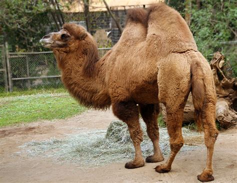 Bactrian Camel Two Humps Bactrian Camel Los Angeles Zoo