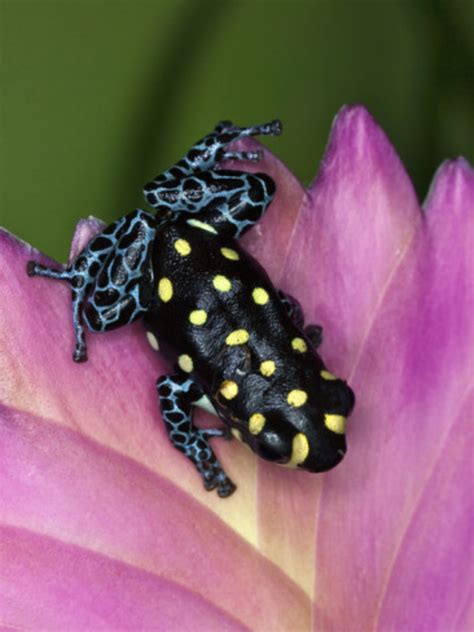 Some Fascinating Poison Dart Frog Facts Hubpages