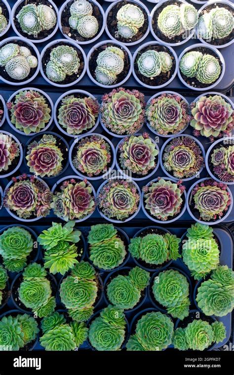 Cacti And Succulent Plants Overhead View Background Stock Photo Alamy