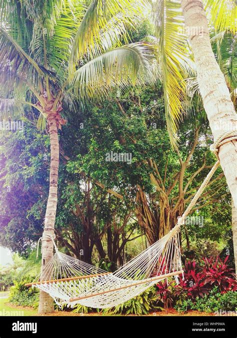 Palm Tree With Hammock Hi Res Stock Photography And Images Alamy