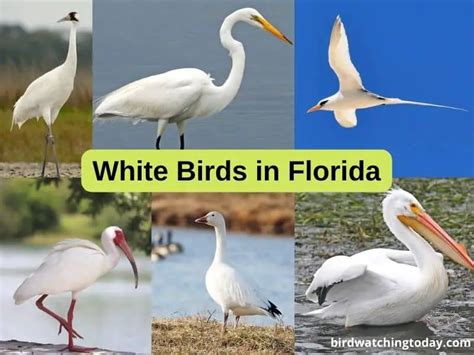 24 White Birds In Florida Complete List Photos With Id Guide