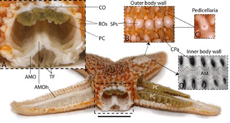 General Anatomy Of Starfish Asterias Rubens The Main Image Shows A