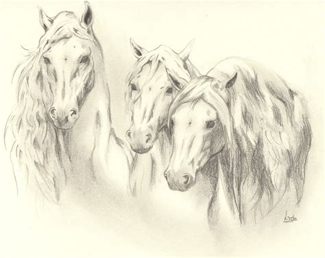 3 Horses Horses Wild Horses Horse Drawings