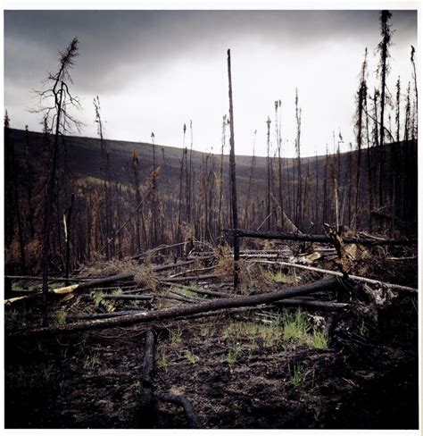 Alaskas Boreal Forests Burning More With Climate Change Los Angeles