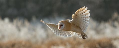 Owl Wings Could Teach Us To Make Quieter Turbines And Aircraft Sciencealert