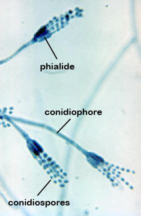 Characters of conidiophore and conidium development are used for the separation of some common temperate and a few conidiophores and conidia of a large number of hyphomycetes are figured to illustrate the various characters common to each section. BIOL 230 Lab Manual: Conidiospores of Penicillum