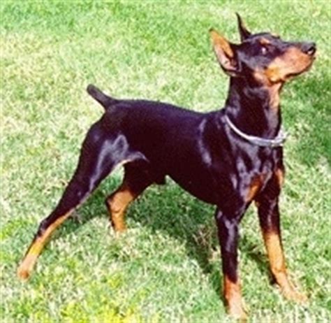 german pinscher dog breed information  pictures