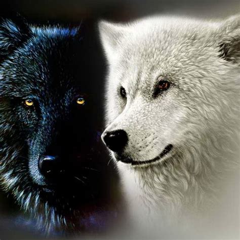10 Top Black And White Wolves Together Wallpaper Full Hd