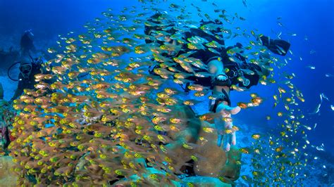 First minute dovolená na maledivách 2021 levně. Maledivy - dovolená 2021: svátky, zájezdy, all inclusive ...