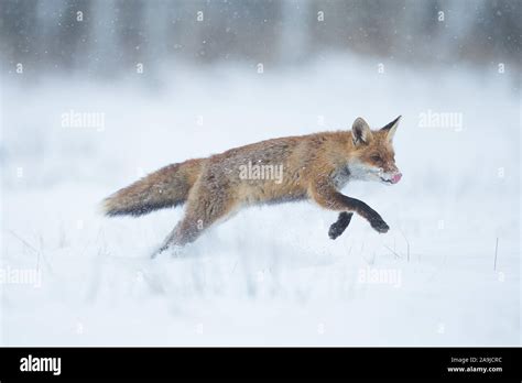 Rotfuchs Im Winter Vulpes Vulpes Stock Photo Alamy