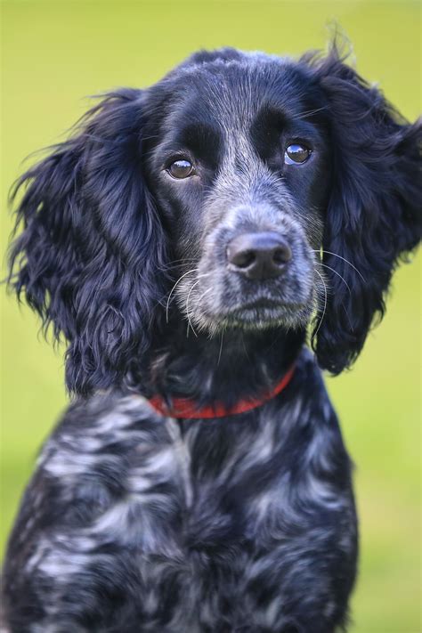 What Is A Spaniel Breed Dog
