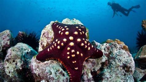 19 Bizarre And Beautiful Starfish Species Starfish