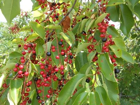 Cerasus) and japanese flowering cherries (p. Wild Black Cherry Tree