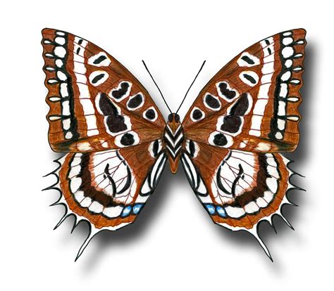 Aileen Bisers Blog Butterfly Drawings