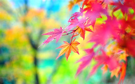 Autumn Colorful Leaves Hd Desktop Wallpapers 4k Hd