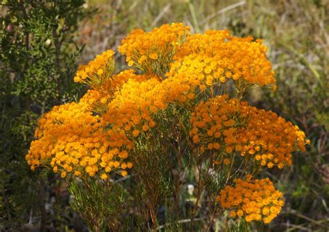 Morrison Or Verticordia Nitens In Flower In Local Bushland Reservesin