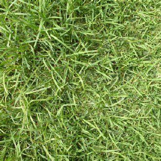 The different types of grasses include the following: What Type of Grass Do I Have?