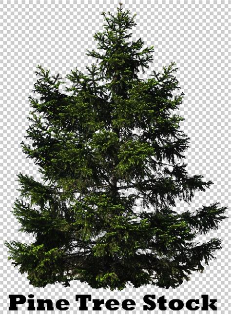 12 Pine Tree Psd Images Psd Trees Plants Pine Tree Photoshop And