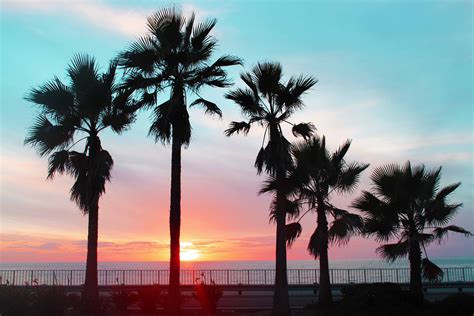 Palm Tree Sunset Sunset Palm Trees