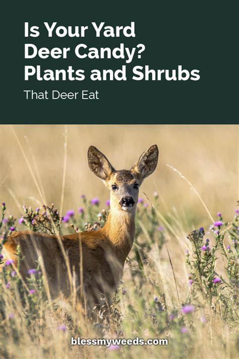 Deer therefore enjoy feeding upon herbaceous and echinacea is listed among the botany that deer don't like to eat, but a hungry deer will eat almost anything. Is Your Yard Deer Candy? Plants And Shrubs That Deer Eat ...