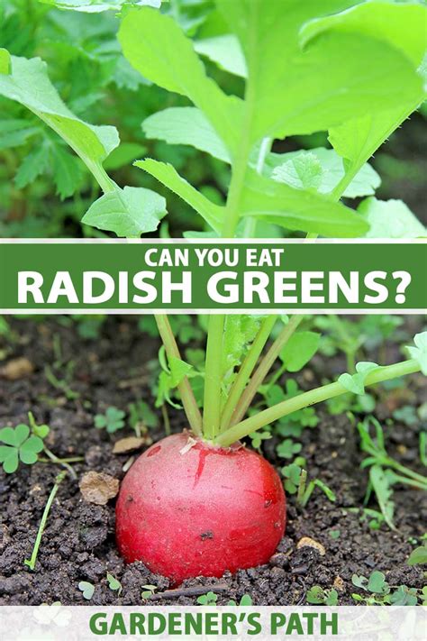 Can You Eat Radish Greens Gardener S Path