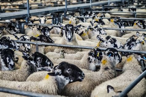 Consultation Opens On Alternative Method For Ageing Sheep At Slaughter