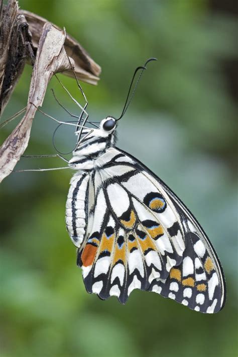 A White Black And Orange Tropical Butterfly Stock Photo Image Of