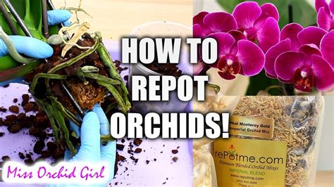 MissOrchidGirl Orchid Care For Beginners How To Repot Phalaenopsis