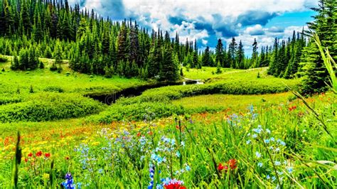 The Alpine Fields And Meadows Surrounding Sun Peaks In British Columbia