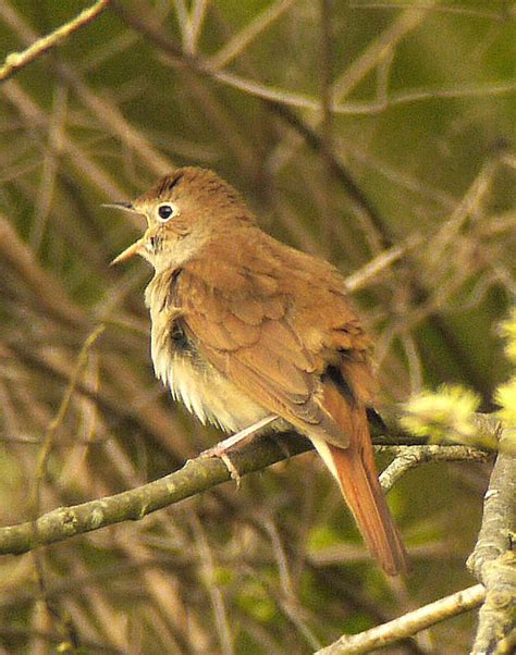 Common Nightingale Luscinia Megarhynchos Gibl100747