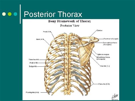 Thorax And Lungs By Orest Kornetsky Anterior Thorax