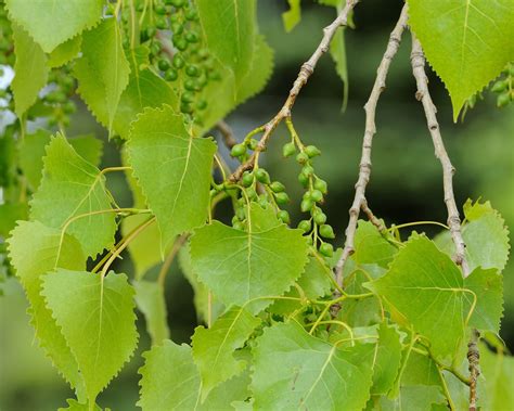Eastern Cottonwood Trees Of Vermont · Inaturalist