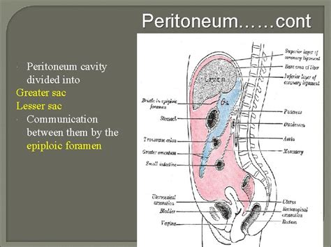 The Peritoneum General Features The Peritoneum Is A