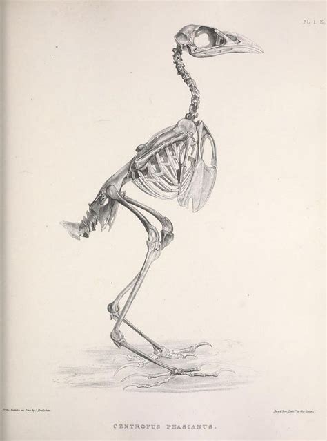 Pin By Victoriaart On Skeletons Of Birds Scientific Illustration