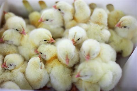 Inclusion Body Hepatitis Ibh In Broiler Chickens Texas Aandm