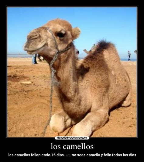 Los Camellos Desmotivaciones