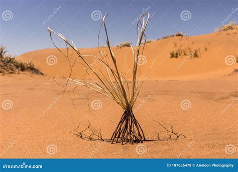 Plant With High Roots In The Desert Stock Photo Image Of Desert